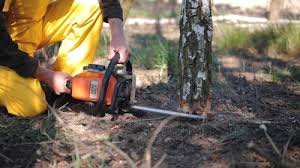 Best Fruit Tree Pruning  in Hickory, NC