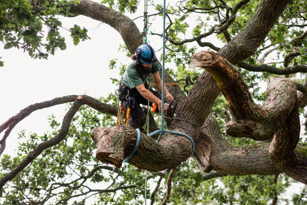 Best Utility Line Clearance  in Hickory, NC