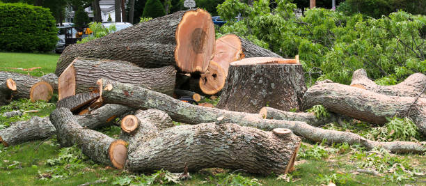 Best Lawn Disease Treatment  in Hickory, NC