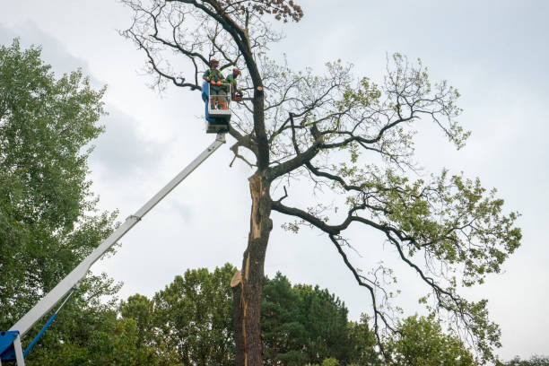Best Commercial Tree Services  in Hickory, NC