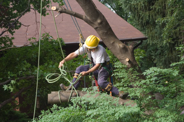 Best Tree Mulching  in Hickory, NC