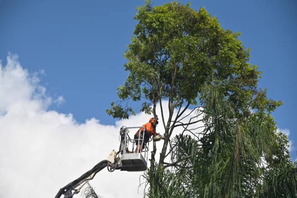 Lawn Maintenance Plans in Hickory, NC