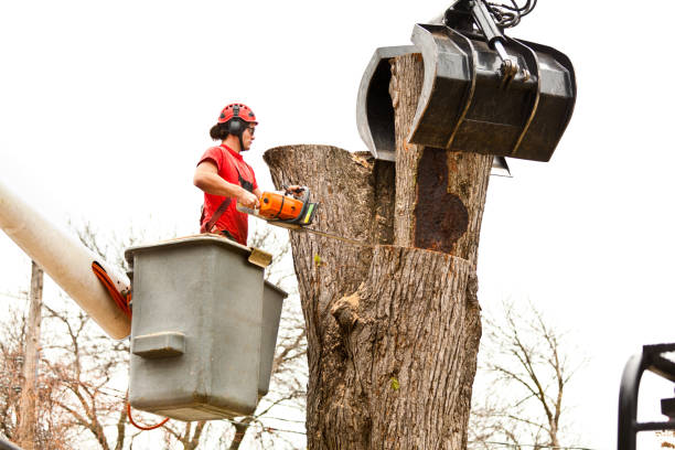 Best Tree Health Inspection  in Hickory, NC