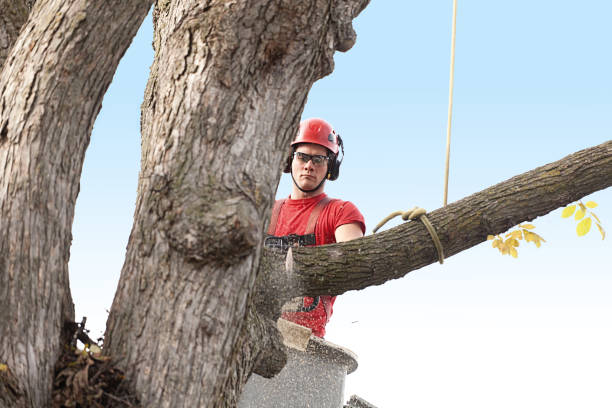 How Our Tree Care Process Works  in  Hickory, NC