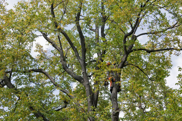 Hickory, NC Tree Care Company